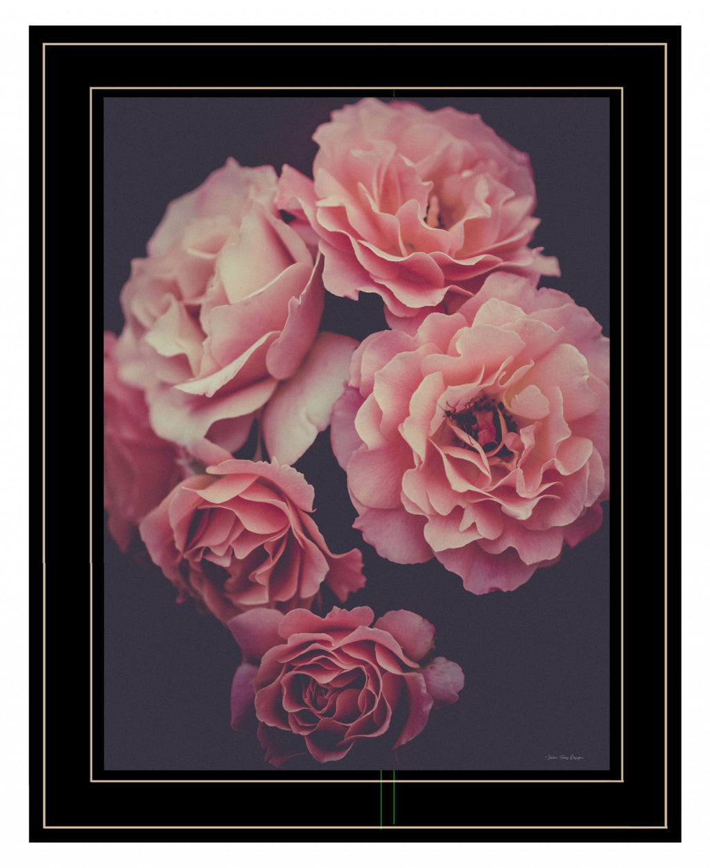 Dreamy Rose 2 Black Framed Print Wall Art-1