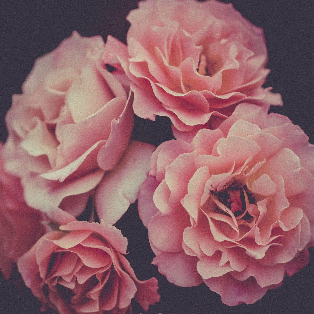 Dreamy Rose 2 Black Framed Print Wall Art-3